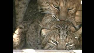 BOBCATS BREEDINGMARCH 2010wmv [upl. by Annailuj]