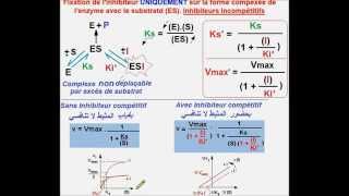 مثبطات لا تنافسية للأنزيمات Enzymes Inhibiteurs compétitifs version Ar [upl. by Uwkuhceki]