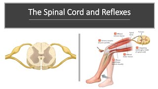 Spinal Cord and Reflexes [upl. by Anneliese]