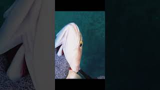 Amberjack fishing spearfishing [upl. by Chapman]