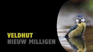 Nieuw Milligen  Veldhut 20231202  Birding NL [upl. by Llireva362]