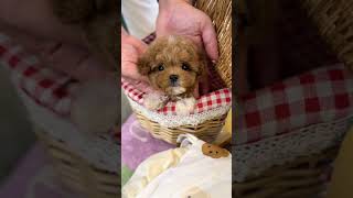 VELY DOG Party Maltipoo quotCurryquot💕 maltipoo maltipoo dogsvideo dogshorts dogshort cutebaby [upl. by Steven]