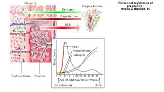 Fetus Ultrasound Placenta Previa [upl. by Anelaj604]