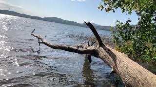 Laacher See Rundweg  Laacher See video  Vulkaneifel see  Laacher See Vulkaneifel RheinlandPfalz [upl. by Nniroc287]