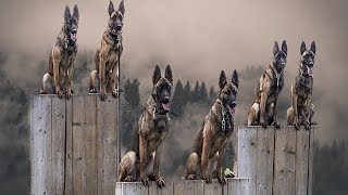 Belgian Malinois The Insane Superhero Dog [upl. by Frendel580]