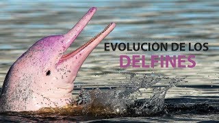 ¿Es cierto que los Delfines Evolucionaron a Partir de Animales Terrestres [upl. by Daisie]