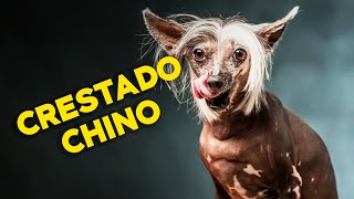 El CRESTADO CHINO es un PERRO FEO como el DIABLO [upl. by Helman460]