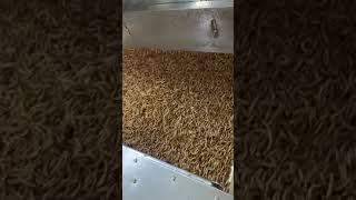 The process of screening dried mealwormsmealworm driedmealworm [upl. by Lali343]