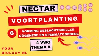 4 vwo  Voortplanting  6  Vorming geslachtscellen oögenese en spermatogenese [upl. by Enyaj65]