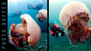 THE BIGGEST JELLYFISH IN THE WORLD [upl. by Courtland]