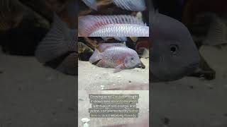 The Angostura Cichlid Vieja BreidohriParaneetroplus Breidohri [upl. by Glory]