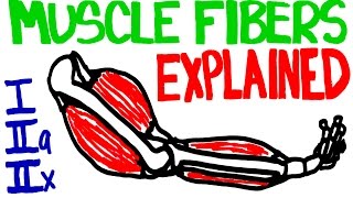 Muscle Fibers Explained  Muscle Contraction and Muscle Fiber Anatomy [upl. by Broeder]