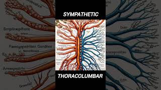 origin of sympathetic and parasympathetic nervous system [upl. by Ainez406]