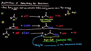 Fatty Acid Metabolism Part 2 of 8  Fatty Acid Activation for Breakdown [upl. by Owena]