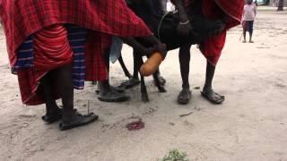 Maasai men collecting blood from a cow jugular vein in Tanzania [upl. by Nivlag819]