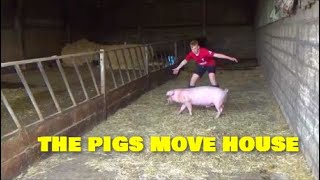 THE PIGS ARE MOVING HOUSE [upl. by Aniratak]