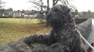 Bouvier Des Flandres Alert Allways [upl. by Nolek]