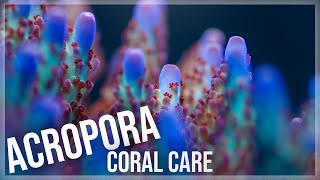 Fundamentals of Acropora Coral Care  SPS [upl. by Emarej]