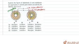 Examine the figures of diploblastic i and triploblastic ii organisation in animals given bel [upl. by Rubinstein473]