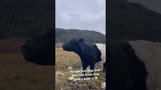 Belted Galloway Cow chewing Bone getting all the nutrients from it cow cutecow animals galloway [upl. by Aelram602]