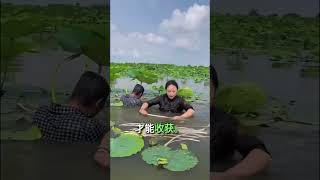 为何种植莲花如此危险😳 farming [upl. by Solotsopa]