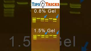 Gel Electrophoresis Agarose concentrations [upl. by Ardnek]