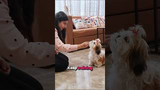 3 shih Tzu training tips you must follow [upl. by Oicaro]