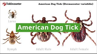 American Dog Tick How to Identify Diseases Carried and Where They Are Found [upl. by Griffin]