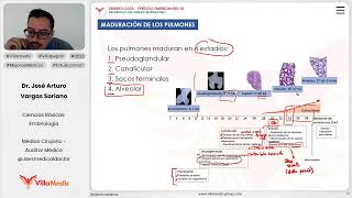 Desarrollo del sistema respiratorio  Maduración de los pulmones [upl. by Conah]