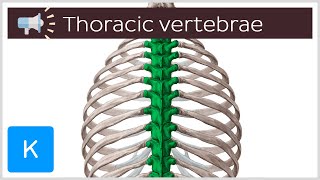 Thoracic vertebrae  Anatomical Terms Pronunciation by Kenhub [upl. by Bat]