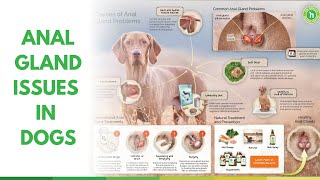 Natural Treatment and Prevention of Anal Gland Issues in Dogs [upl. by Herrick]