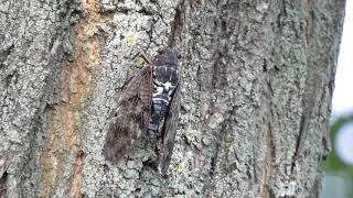 Large Brown Cicada in Treeclimbing Singing amp Takeoff 240fps [upl. by Melantha919]