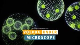 Volvox Properties Under Microscope Neurotech [upl. by Ultun]