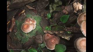 Shiitake Mushroom Growing Timelaspe  椎茸 40 [upl. by Ariella]