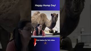 Happy Hump Day Wednesday The Best Funny Gieco Camel Commercials [upl. by Esinad390]