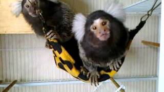 My Pet Marmoset Monkeys [upl. by Alial]