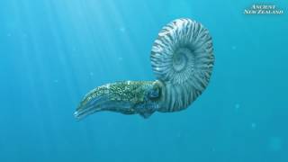 Mosasaur and Ammonite animation clips Ancient New Zealand [upl. by Demmahum]