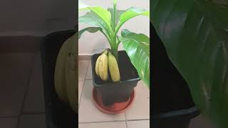 Des banane 🍌 🍌 🤣😂😁 youtube shorts [upl. by Ytram]