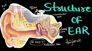 Structure of ear and its parts  vestibular apparatus cochlea  organ of corti etc biology neet [upl. by Zondra]