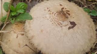 Poisonous Chlorophyllum molybdites recorded by Devesh Naik [upl. by Atimad]