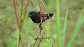 Curió  Sporophila angolensis [upl. by Hickie]