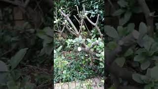 When and how to prune a Gardenia [upl. by Buford]