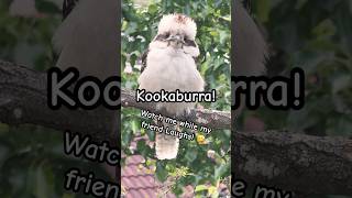 Kookaburras The Laughing Birds of Australia  Stares [upl. by Ahseyd]