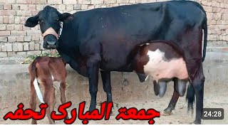 جرسی فریزن کراس گائے فار سیل 🐄🐄 پیچھے بچھڑی جرسی فریزن رابطہ نمبر034332660371112024 [upl. by Gabrila]