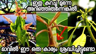 മാവിൽ ഈ ഒരു കാര്യം ചെയ്തു നോക്കൂmango tree malayalammango in potfruit plants in malayalam [upl. by Harrak]