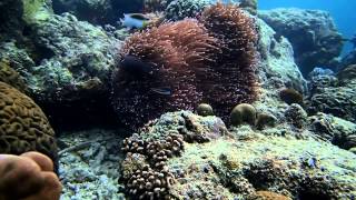 Ocellaris Clownfish Amphiprion Ocellaris in the Ocean [upl. by Bartel]