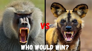 BABOON vs WILD DOG  1 VS 1 Who Would Win [upl. by Shanda]