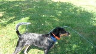 coonhound climbing tree [upl. by Celinka924]