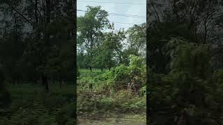 Tea farming siliguri tea estate bengal siliguri [upl. by Hernandez485]