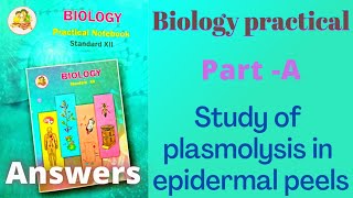 Study of plasmolysis in epidermal peels Class 12 biology practical experiment 2 answers [upl. by Fugere919]